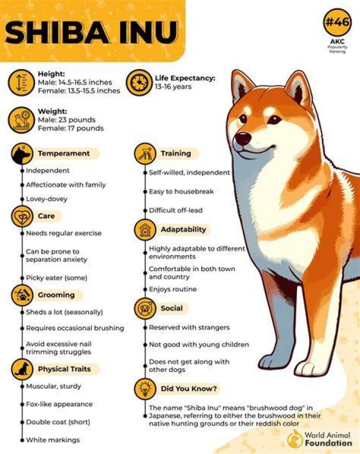 Shiba Inu is an extremely volatile cryptocurrency