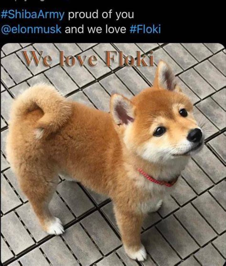 This tweet from Shiba Inu's founder sparked a social media meltdown