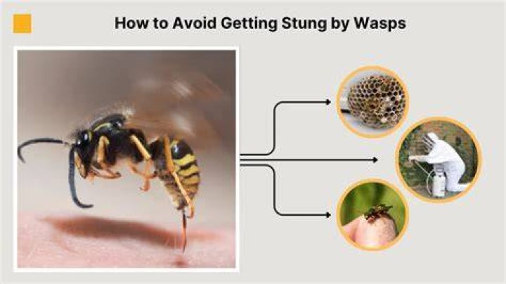 Wasp getting a divorce from Yellowjacket