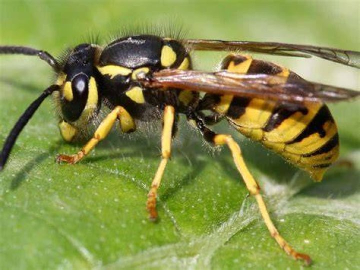 Yellowjacket's origin